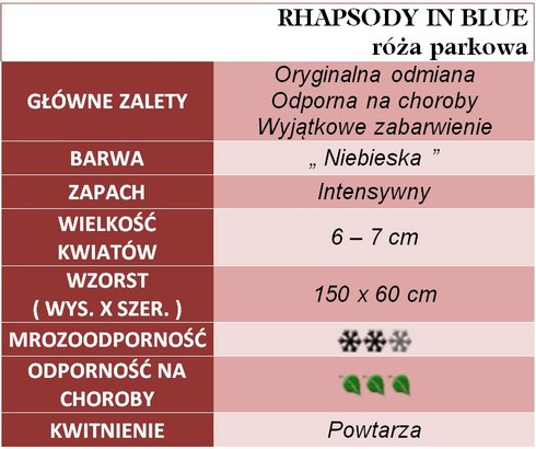 Rhapsody In Blue róże parkowe gł. zal.